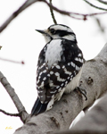 Downy Woodpecker